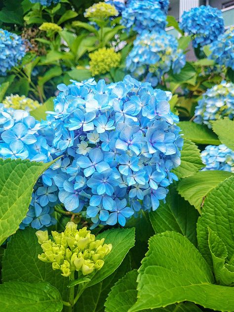 Japanese Hydrangea Blooms In Spring And Summer Beautiful Park Plants Background Japanese Hydrangea, Plants Background, Plant Background, Hydrangea Not Blooming, Wallpaper Image, Beautiful Park, Summer Wallpaper, Background Wallpaper, Phone Wallpapers