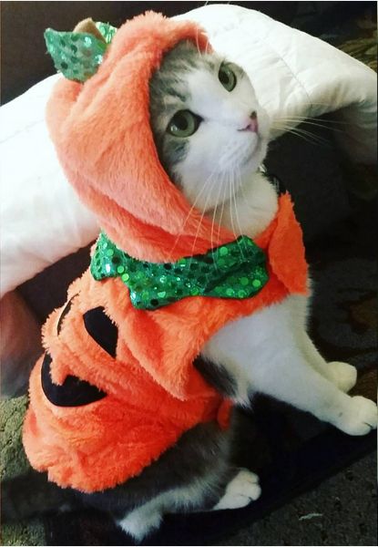 Cat Pumpkin :D Cat Halloween Costume Pet, Cat Halloween Costumes, Best Dog Halloween Costumes, Cat Costume Diy, Cat Halloween Costume, Game Mode, Pet Halloween Costumes, Animal Costumes, Pumpkin Costume