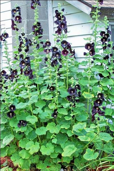 Black Hollyhock, Hollyhocks Flowers, Goth Garden, Gothic Garden, Black Garden, Moon Garden, Black Flowers, Front Garden, Dream Garden