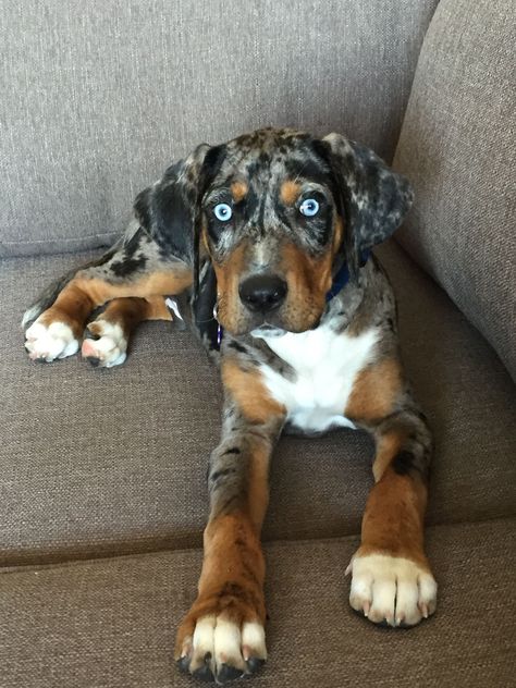 Carma's Juno Catahoula Leopard Dog 12 weeks Instagram: @juno_the_catahoula Catahoula Dog, Catahoula Puppies, Louisiana Catahoula Leopard Dog, Dog Breed Names, Catahoula Leopard, Catahoula Leopard Dog, Leopard Dog, Dream Dog, Pretty Dogs