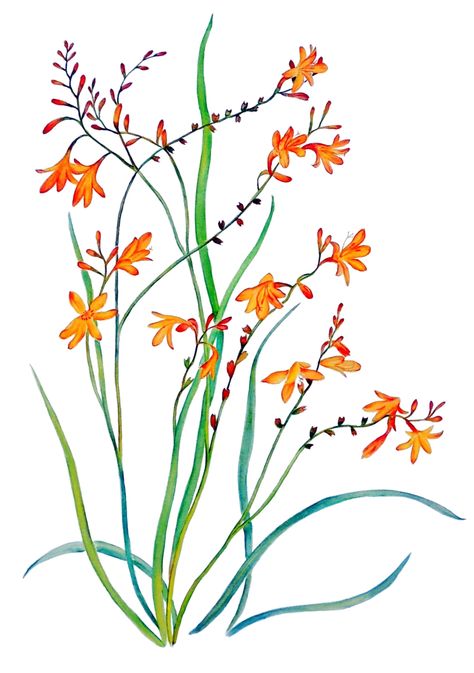 Falling Stars. Montbretia flowers, Original Watercolour Painting Artwork by TheNaturalArtGallery on Etsy Lily Painting, Illustration Botanique, Art Watercolor Painting, Flowers Ideas, Watercolour Inspiration, Falling Stars, Botanical Illustrations, Natural Art, Mural Floral