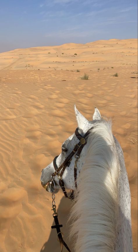 Horses In Desert, Dubai Horse Riding, Arabian Horse Riding, Desert Horse Riding, Horse In The Desert, Arabian Horse Aesthetic, Horse In Desert, Horseback Riding Aesthetic, White Arabian Horse