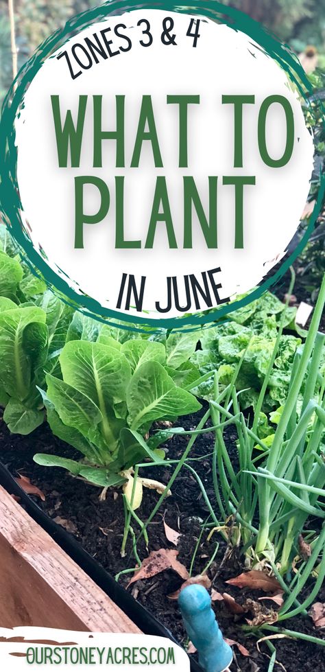 What to plant in June is a great question and I have a vegetable planting guide that list all the crops you can start in your garden this month. Planting Vegetables, Gardening ideas, Vegetable Gardening, and backyard vegetable gardening What To Plant In June, Leftover Green Beans, Vegetable Planting Guide, Growing Beets, Growing Green Beans, Cucumber Varieties, Vegetable Planting, Growing Peas, Growing Corn