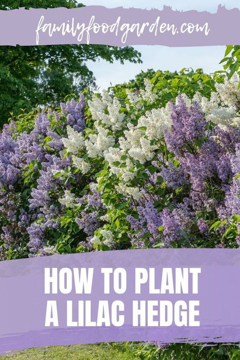 Lilac Standard Tree, Lilac Fence Line, White Lilac Bush Landscaping, Lilac Trees Landscaping, Small Lilac Bush, Creating Privacy With Landscaping, Lilac Bush Landscaping Backyards, Landscaping With Lilacs, Flowering Privacy Hedge