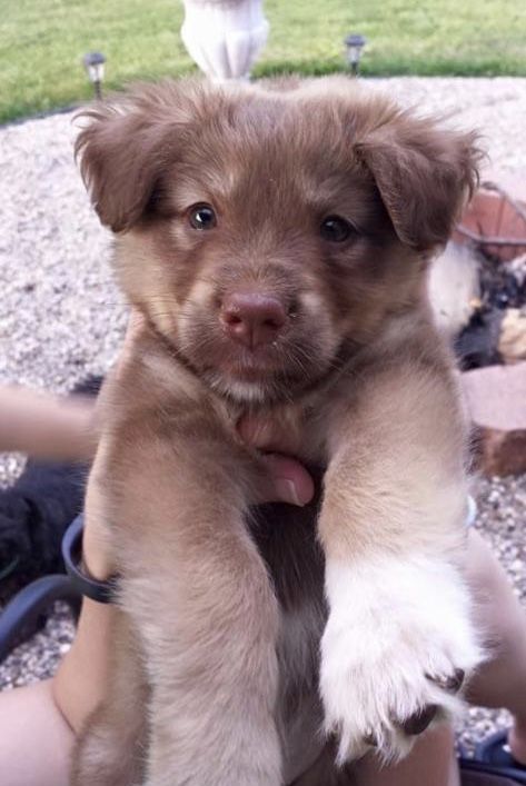 Australian shepherd lab mix puppy 🥺 Golden Retriever Australian Shepherd Mix Puppy, Pitbull Golden Retriever Mix Puppy, Golden Retriever Pitbull Mix Puppies, Australian Shepherd Pitbull Mix Puppy, Australian Shepherd Lab Mix Puppy, Australian Shepherd Lab Mix, Golden Retriever Mix Puppies, Chocolate Lab Mix, Pitbull Mix Puppies