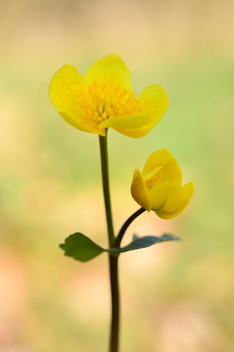 Marigold Painting, Caltha Palustris, Marsh Marigold, The Resident, Roe Deer, Flower Stems, Meadow Flowers, Hampshire, Mom Gift