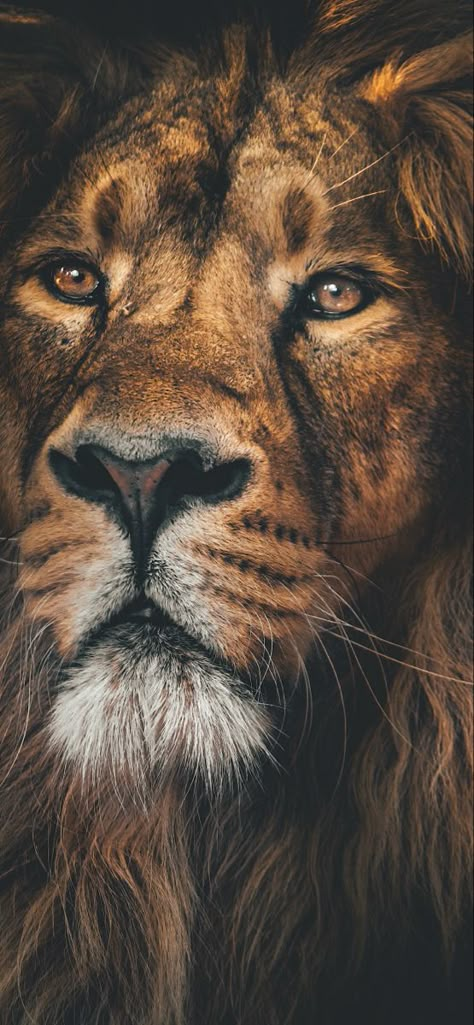 Lion Iphone Wallpaper, Lion King 4, Wild Animal Wallpaper, Lion Photography, Lions Photos, Mouse Wallpaper, Lion Wallpaper, Wild Animals Pictures, Lion Images