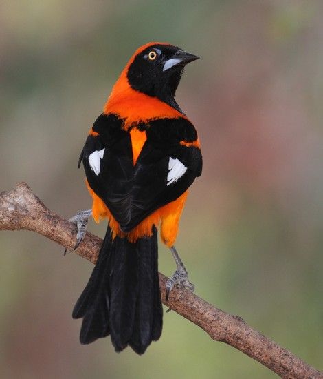 Orange-backed Troupial (Icterus croconotus), one of about 25 species of ‘New World Orioles.’ Different Birds, Most Beautiful Birds, Kinds Of Birds, Rare Birds, Nature Birds, White Bird, All Birds, Bird Pictures, Exotic Birds