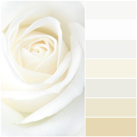 White Rose Color Palette, Gold White Color Palette, White Cream Color Palette, Champagne Color Palette, Color Palette White, White Color Palette, Ivory Palette, Ivory Color Palette, Rosé Theme