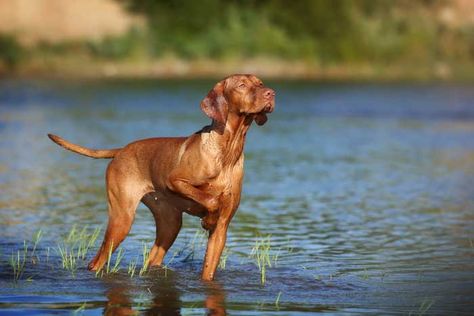 Vizsla - Best Hunting Dog Hunting Dogs Breeds, Dog Information, Hunting Dog, Hunting Trip, Lab Puppies, Bird Dogs, Puppy Care, Hunting Dogs, Dog Supplies