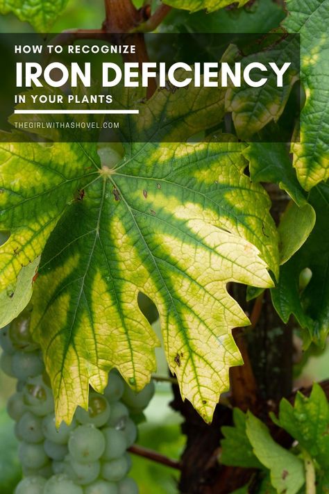 Plant Deficiencies, Signs Of Iron Deficiency, Good Sources Of Iron, Plant Care Tips, Pond Waterfall, Full Sun Plants, Front Yard Design, Plant Nutrients, Iron Deficiency