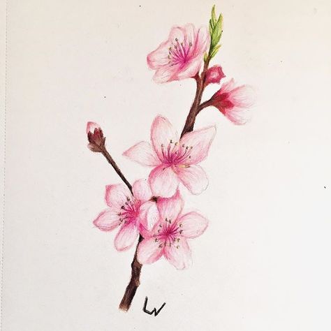 Cherry Blossom Color Pencil, Hanukkah Drawings, Blossom Drawing, Cherry Blossom Drawing, Cherry Blossom Painting, Sketches Simple, Colored Pencil Drawing, Color Pencil Art, Color Pencil Drawing