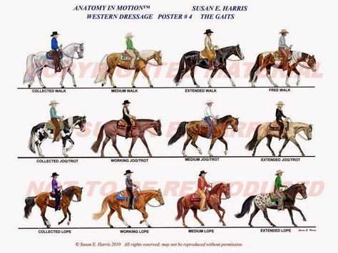 movements Western Dressage Dressage Movements, Horse Judging, Western Dressage, Centered Riding, Dressage Exercises, Nice Poster, Dressage Training, Horse Exercises, Horse Halters