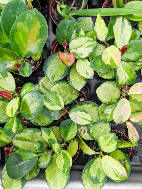 Hoya Australis Lisa is a gorgeous variegated variety of the plain green Hoya Australis, and it’s a stunner! Learn about the plant, as well as how to propagate it, with my guide! Hoya Lisa, Hoya Australis Lisa, Hoya Australis, Plant Obsession, Plants Care, Bread Starter, Dappled Light, Indoor Plant Care, Tiny Plants