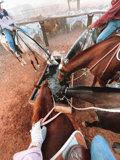 Station Life Australia, Cattle Station Life, Australian Station, Australian Horse Riding, Cattle Station, Reining Cow Horse, Cattle Station Australia, Riding Aesthetic, Wyoming Cattle Ranch