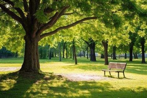 An empty wooden park bench under a shady tree royalty free stock photography Wooden Park Bench, Shady Tree, Stock Photography Free, Vector Pattern, Park Bench, Stock Photography, Bench, Royalty Free, Royalty