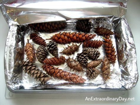 How To Make Pine Cones Open Up, How To Open Pinecones, Drying Pinecones In Oven, Baking Pinecones How Long To, How To Dry Pinecones In Oven, Pine Cone Bird Feeder, Christmas Primitive Crafts, Pinecone Crafts, Fir Cones