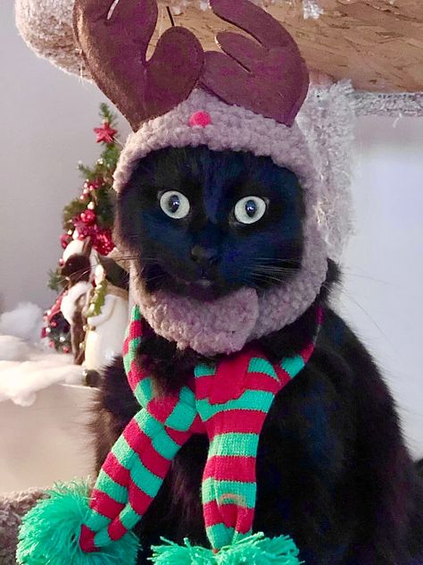 Black Cat Pfp, Christmas Pfps, Trio Pfp, Christmas Black Cat, Cat Energy, Christmas Kitties, Cat Pfp, Christmas Hats, Christmas Black