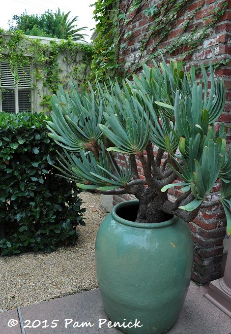 Formal axes, xeric plants in the Barrett Garden: GWA Pasadena - Digging Agave Potted Plant, Aloe Pot, Fan Aloe, Agave In Terracotta Pot, Large Aloe Vera Plant Indoor, Huge Aloe Vera Plant, Full Sun Garden, Agave Isthmensis, Aloe Plicatilis