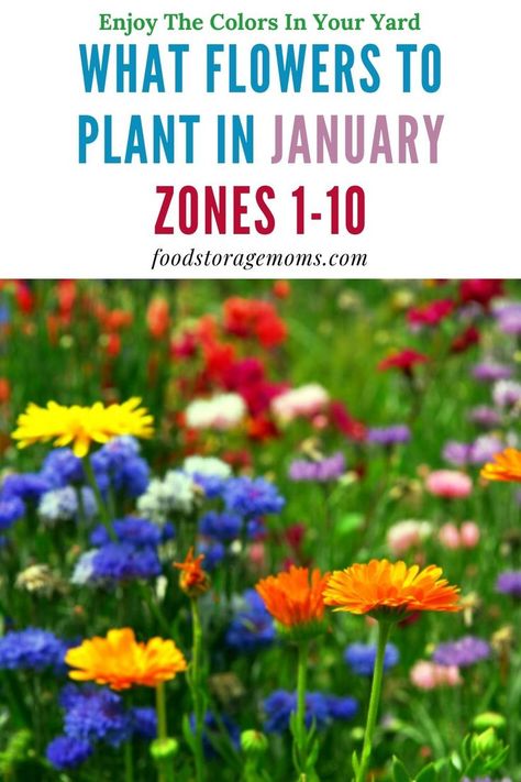 When you’re planning on starting a garden, the month of January probably doesn’t come across as a rational idea as a good time to plant. Want to know what flowers to plant in January? We need flowers to attract bees to pollinate our gardens. Flowers To Attract Bees, Seed Planting Guide, Bee Attracting Flowers, Flowers To Plant, Garden Prepping, When To Plant Vegetables, Planting Calendar, Plants Uk, Fall Garden Vegetables