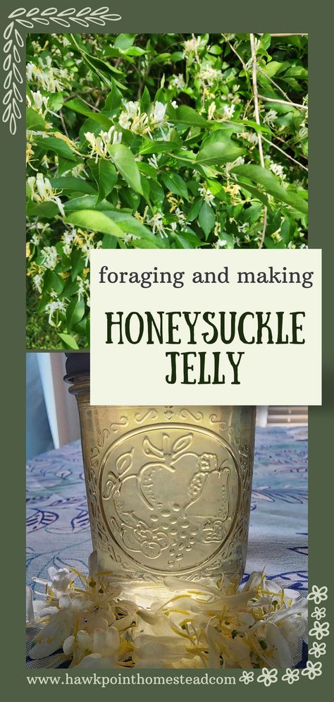 Foraging is so fun and beneficial. It is a wonder just how many weeds, flowers and herbs offer so many benefits. This recipe for how to make homemade honeysuckle jelly is a great edible flower jelly recipe. The jelly turns out to be a beautiful color and tastes so delicious, with a wonderful berry floral sweet flavor. Making the  flower jellies is a great kid activity. Plus the beautiful sweet jellies make a great gift! How To Make Honeysuckle Jelly, Honey Suckle Jelly Recipe Easy, Honeysuckle Jelly Recipe, Honeysuckle Recipes, Herb Jelly, Honey Suckles, Honeysuckle Jelly, Herbal Knowledge, Garden Canning