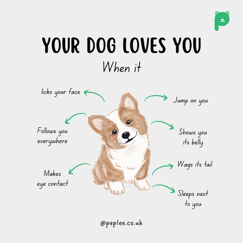 How To Be A Good Dog Mom, Where To Pet A Dog, Dog Body Language, Dog Remedies, Dog Advice, Puppy Mom, Dog Kisses, Cat Language, Joyful Life