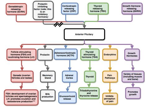 Anterior Pituitary Hormones, Endocrine Glands And Hormones, Endocrine Pharmacology, Hormones Nursing, Anterior Pituitary Gland, Epiphyseal Plate, Endocrine System Nursing, Endocrine Hormones, Anterior Pituitary