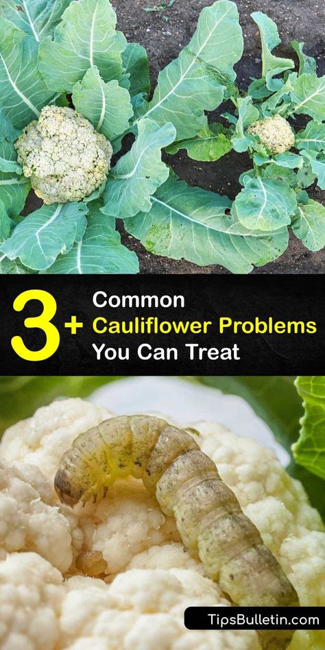 Learn about common problems with growing cauliflower plants this season. Use mulch and learn to blanch with outer leaves to protect curds from fungus or heat . Avoid aphids to enjoy tasty cauliflower florets fresh from the garden. #problems #growing #cauliflower Cauliflower Growing, Cauliflower Cheddar Soup, Growing Cauliflower, Gardening Veggies, Tasty Cauliflower, Cauliflower Leaves, Herbs Growing, Insect Eggs, Cauliflower Plant