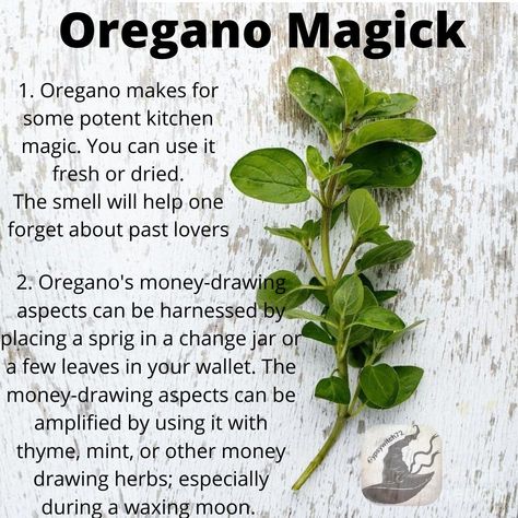 Herbal Witch, Medicinal Herbs Garden, Magickal Herbs, Witch Herbs, Plant Magic, Spell Work, Magic Spell Book, Kitchen Witchery, Magic Herbs