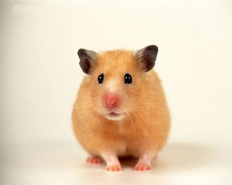 Hamster Hd, Hamster Wallpaper, Syrian Hamster, Cute Hamsters, Wallpaper Gallery, Pet Life, Pet Training, Pinterest Photos, Hamsters