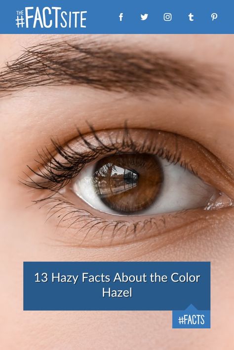 Learn about the world of hazel eyes with these facts! From their Renaissance symbolism to the modern-day allure, discover why this color is often hailed as the chameleon of eye colors, showcasing different hues under varying lighting conditions. Dive into the fascinating statistics, such as only 5% of the global population boasting hazel eyes, and explore its connection to December's birthstone. #TheFactSite #Facts #Hazel #HazelEyes #EyeColor Hazel Brown Eyes, Eye Facts, Global Population, Movie Plot, Random Facts, Historical Facts, Hazel Eyes, Body Modifications, Easy Workouts