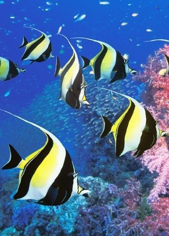 Moorish Idol Fish, Coral Reef Photography, Moorish Idol, Fish Tank Ideas, Beautiful Tropical Fish, Fish Tank Themes, Best Place To Visit, Saltwater Aquarium Fish, Koi Fish Drawing