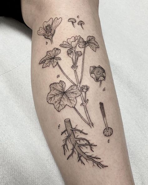 Michele Volpi ⋆ tattoo artist on Instagram: ““Malva sylvestris botanical study” Many thanks Letizia! - #botany” Diagram Tattoo, Study Tattoo, Scientific Tattoo, Malva Sylvestris, Botanical Study, Scientific Drawing, Scientific Diagram, Poppies Tattoo, Scientific Illustration