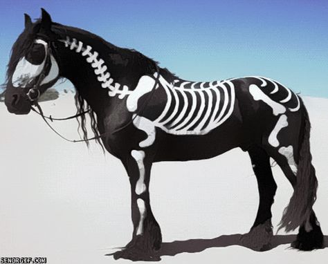 This Horse is Really Into Larping as Diablo's Necromancer Horse Skeleton Halloween, Horse Halloween Costumes, Horse Skull, Friesian Horses, Painted Horses, Horse Costumes, Friesian Horse, Horses And Dogs, All The Pretty Horses