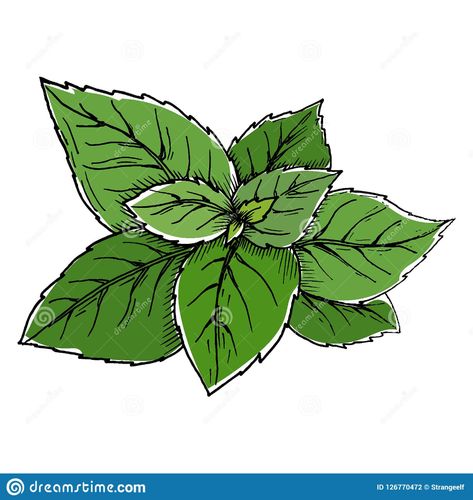 Illustration about Vector basil hand draw illustration eps10. Illustration of green, background, cuisine - 126770472 Herbs Drawing, Basil Drawing, Herb Drawings Simple, Basil Leaf Drawing, Simple Herb Drawing, Basil Plant Drawing, Medicinal Herb Drawings, Herb Drawings Botanical Illustration, Herbs Illustration