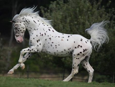 Black leopard appaloosa Spotted Horse, Leopard Appaloosa, Rare Horses, Pinto Horse, American Animals, Most Beautiful Horses, Appaloosa Horses, Majestic Horse, All The Pretty Horses