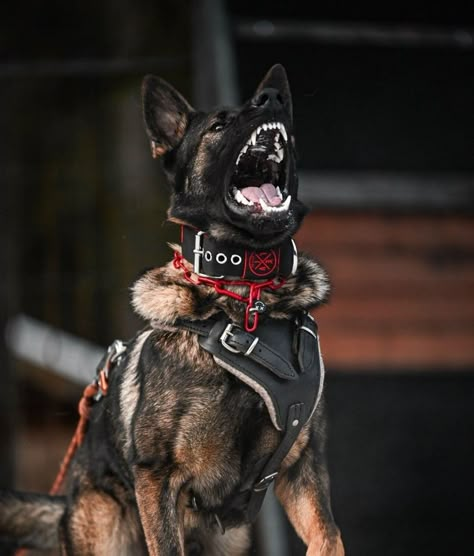 German Shepherd Police Dog, Police German Shepherd, K9 Officer Aesthetic, Working Dog Aesthetic, Protection Dog Aesthetic, German Shepherd Aesthetic, Protection Dog Training, Personal Protection Dog, Dog Soldiers