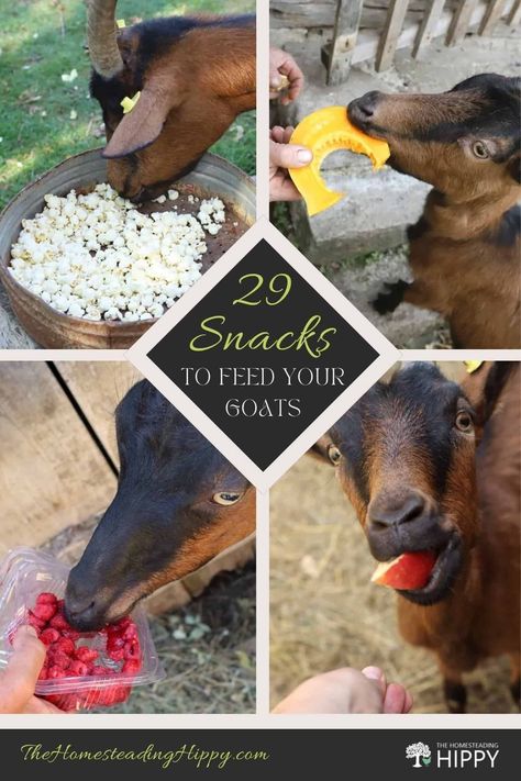 Goats can eat all kinds of things, but they can't eat just anything safely. Learn about 30 of the safest snacks to feed them here. #goats #homesteading Goat Snacks For Goats, What Can Goats Eat, Goat Treats Recipes Homemade, What To Feed Goats, Homemade Goat Treats, Goat Symbolism, Goat Homestead, Goat Tips, Goat Treats