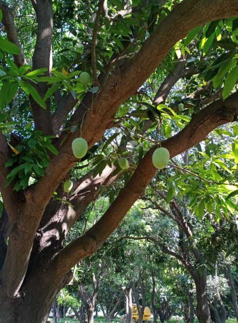 "Mangoes, the "King" of tropical fruits, are here soon!" The mango season is commencing in its homeland, India. Soon this incredibly nutritious and antioxidant-rich ripe fruit set to hit markets throughout South and Southeast Asia. Farmers are delighted to see unripe green mangoes happily growing on trees in their mango orchards. Read…. https://www.nutrition-and-you.com/mango-fruit.html Fruit Nutrition Facts, Fruit Nutrition, Nutrition Drinks & Shakes, Mango Fruit, Mango Tree, Ripe Fruit, Fruit Smoothie Recipes, Fruit Platter, Fruit Garden