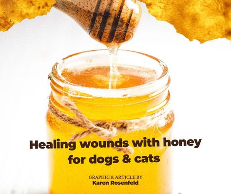 Learn how to use honey to heal your dog and cats cuts, scrapes and wounds Dog Wound Care, Natural Wound Care, Fresh Food Diet, Cat Wounds, Healing Wounds, Honey Works, Dog Wound, Honey Do, Dog Cuts