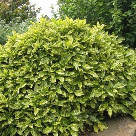 Buy Gold Dust Aucuba Shrubs for Sale | Garden Goods Direct Aucuba Japonica, Laurel Plant, Feng Shui Garden, Cypress Mulch, Feng Shui Plants, Evergreen Garden, Easy Plants To Grow, Garden Shrubs, Chinese Garden