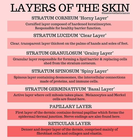 April | Skincare & Ingredients on Instagram: “Do you know how your skin works? ⁣⁣ ⁣⁣ There’s SO much more to it. These facts are just the basics! I love studying the layers of the skin…” Skin Esthetics, Layers Of The Skin, I Love Studying, Love Studying, Skin Anatomy, Esthetician Room Decor, Esthetician Room, Science Education, Skincare Ingredients