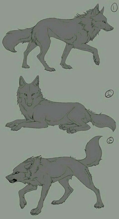 How To Draw Things, Wolf Poses, Wolf Sketch, Canine Drawing, Wolf Artwork, 강아지 그림, Anatomy Sketches, Wolf Drawing, Canine Art