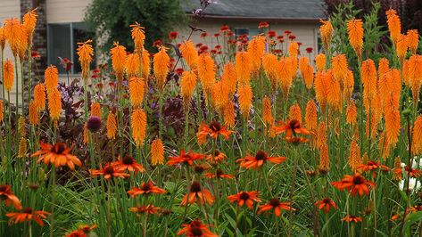 Monrovia mango popsicle poker (dwarf) reaches 18 in. tall, 12 to 18 in. wide; blooms reach 30". Kniphofia. Zone: 5 - 10 with (Echinacea) Sundown Big Sky™ Series Coneflower Zone: 4 – 9 Mango Popsicles, White Flower Farm, Terra Nova, Have Inspiration, Plant Combinations, Gardening Supplies, Flowers Garden, Colorful Garden, Garden Cottage