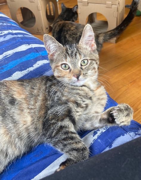 Cat for adoption - Erica, a Torbie in Highland, IN | Petfinder Torbie Cat, Petfinder Cat Names, Caring For A Newborn, Cats For Adoption, Fostering Cats, Adopting A Cat, Adopting A Kitten, Cat Game, Maned Wolf