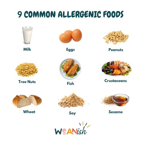 Understanding major allergens is crucial for safe and informed weaning! Let's shed some light on the 'Big Nine' allergens - milk, eggs, nuts, fish, crustaceans, shellfish, wheat, soy, and sesame. 🥛🥚 According to the Australasian Society of Clinical Immunology and Allergy (ASCIA), these common allergens should be introduced before 12 months of age. Ideally, starting around six months old. 🥜🌰 A few things to consider: ✅ Serve in age-appropriate sizes and shapes. ✅ Introduce one allergen at ... Shellfish Allergy, No Reaction, Crustaceans, Weaning, Allergies, Wheat, Nuts, 12 Months, Shed