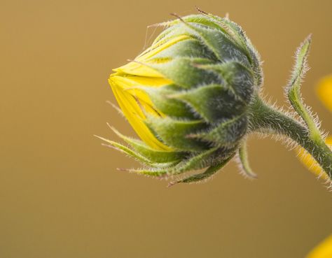 Sunflower Bud, Multimedia Collage, Flower References, Plant Bud, Greeting Card Illustration, Drawing Inspo, Flower Bud, Card Illustration, Exotic Flowers