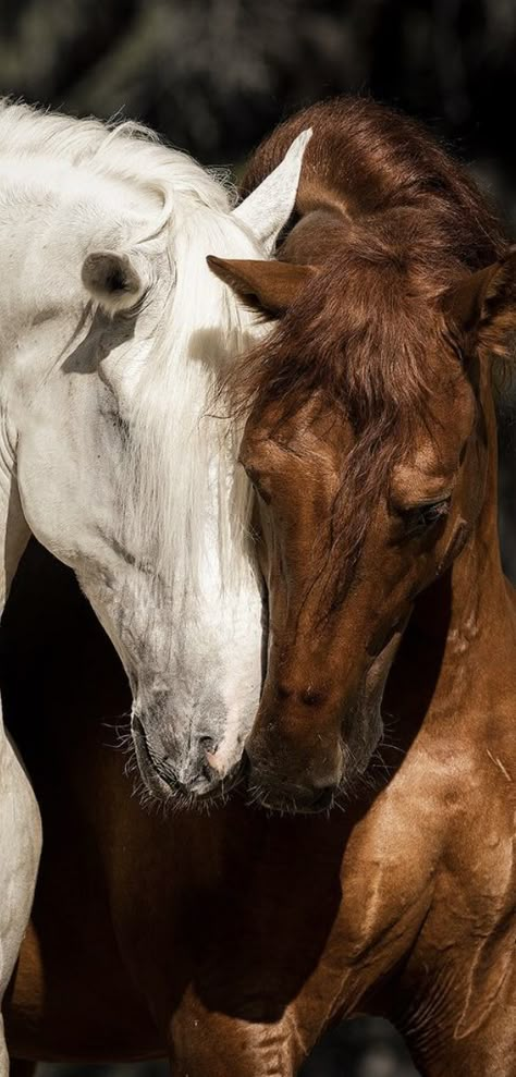 Cute Horse Wallpaper Aesthetic, Brown Horse Wallpaper, Cute Horse Wallpapers, Brown Horse Aesthetic, Horse Aesthetic Wallpaper, Horse Wallpaper Aesthetic, Caballos Aesthetic, Wallpaper Horse Aesthetic, Wallpaper Horse