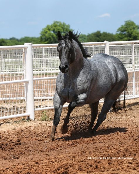 Dappled Blue Roan Horse, Quarter Horse Blue Roan, Blue Roan Quarter Horse, Blue Roan Warmblood, Blue Roan Horse, Aqha Horses, Blue Roan, Horse Boarding, All The Pretty Horses