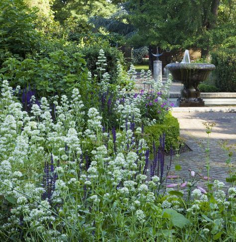 Love this swathe of tall blousy white valerian with dark purple salvia. Centranthus ruber 'Albus' H:0.8, S:0.45. Fls May-October. Centranthus Ruber, Sarah Price, Battersea Park, Flower Borders, Backyard Plants, Garden Fun, Bee's Knees, Shrub Roses, Valerian